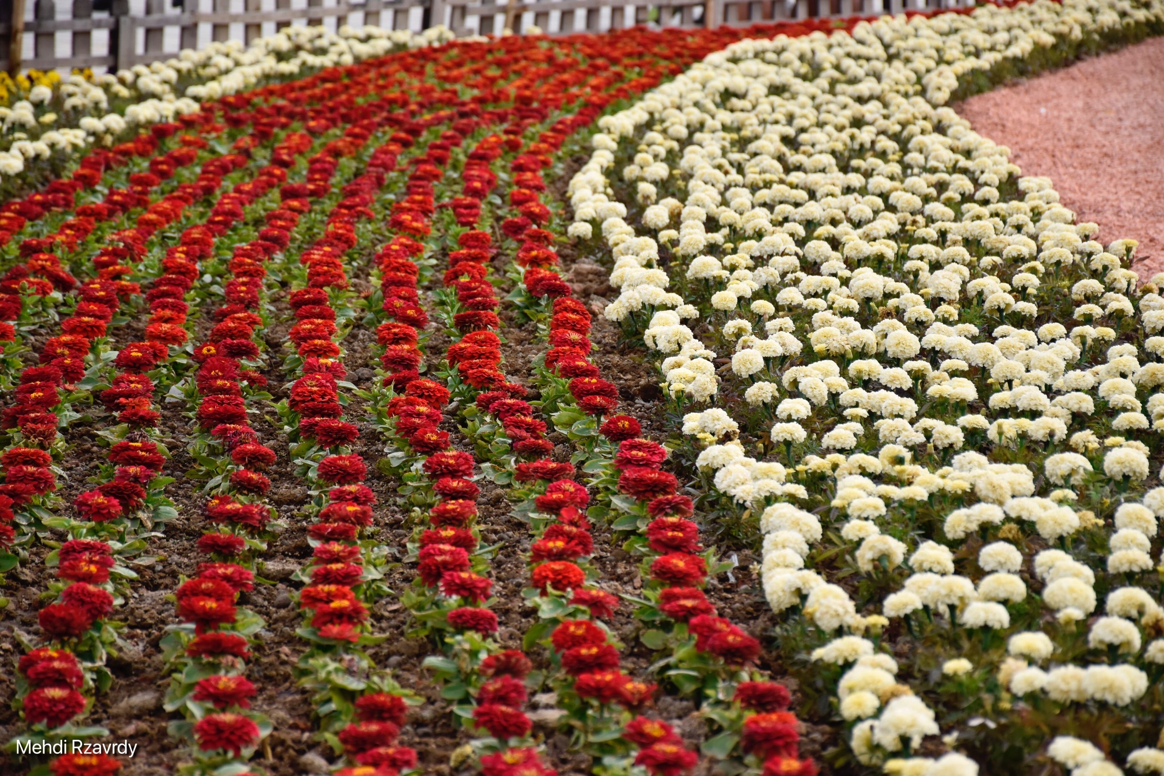 نهمین جشنواره گل ها در ارومیه